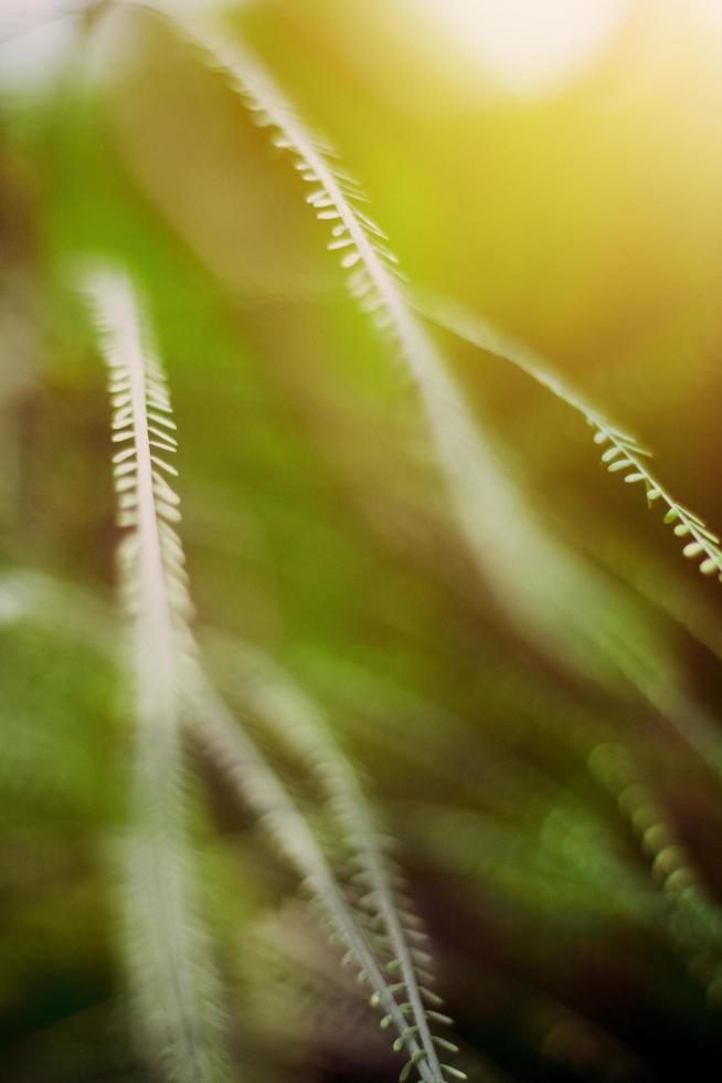 poco erba fiori di asciutto campo nel foresta prato e selvaggio erbe con naturale leggero di tramonto foto