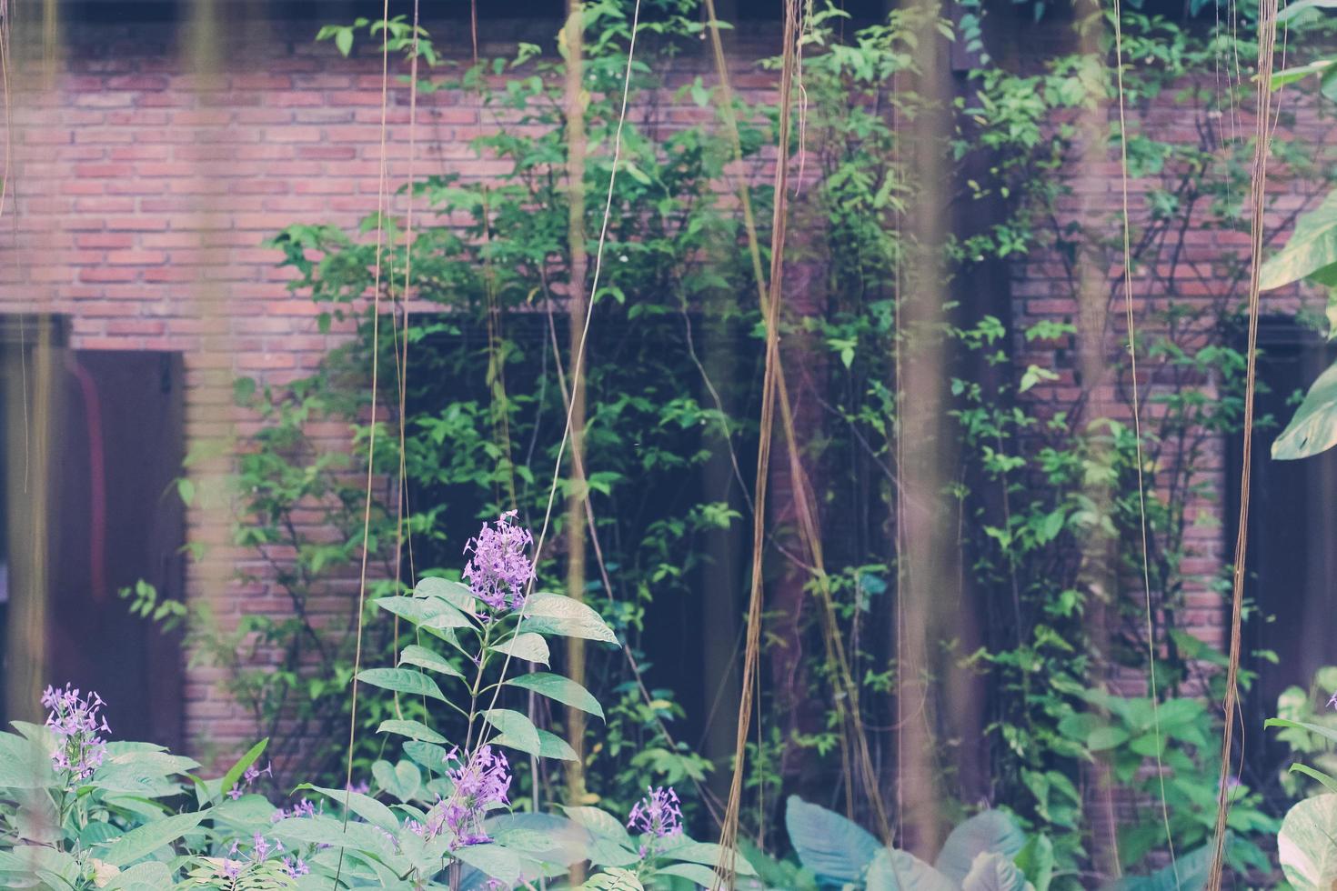 bellissimo viola fiori nel il giardino e mattone edificio sfondo foto