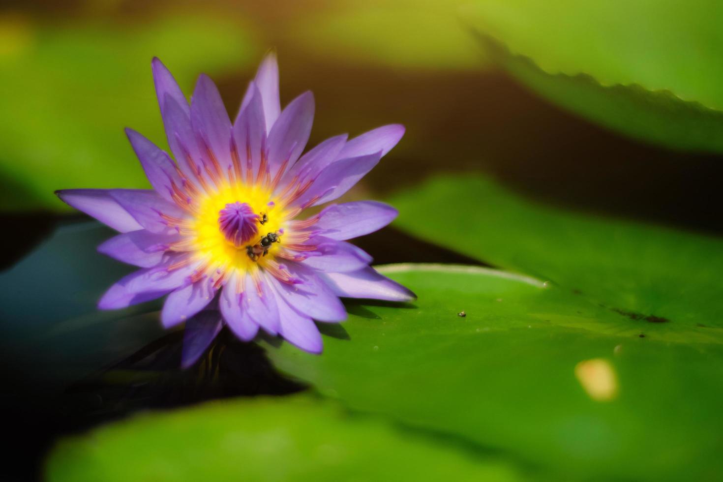 api nel loto rosa fiore.sbocciante acqua giglio nymphaea stellata willd galleggiante nel tranquillo fiume giardino. copia spazio foto