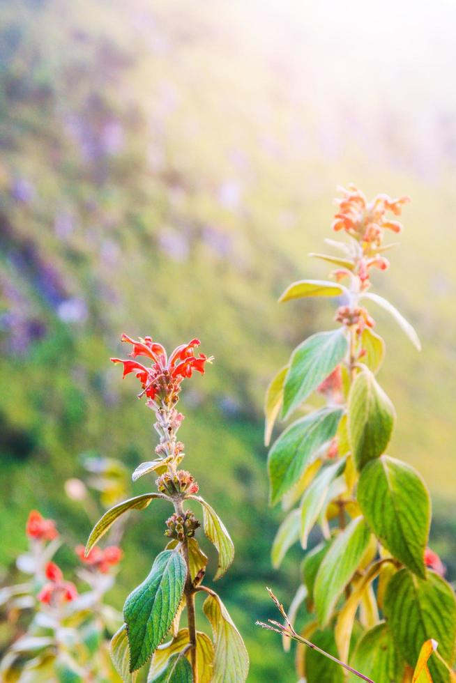 bellissimo selvaggio rosso fiori con luce del sole su il montagna. foto