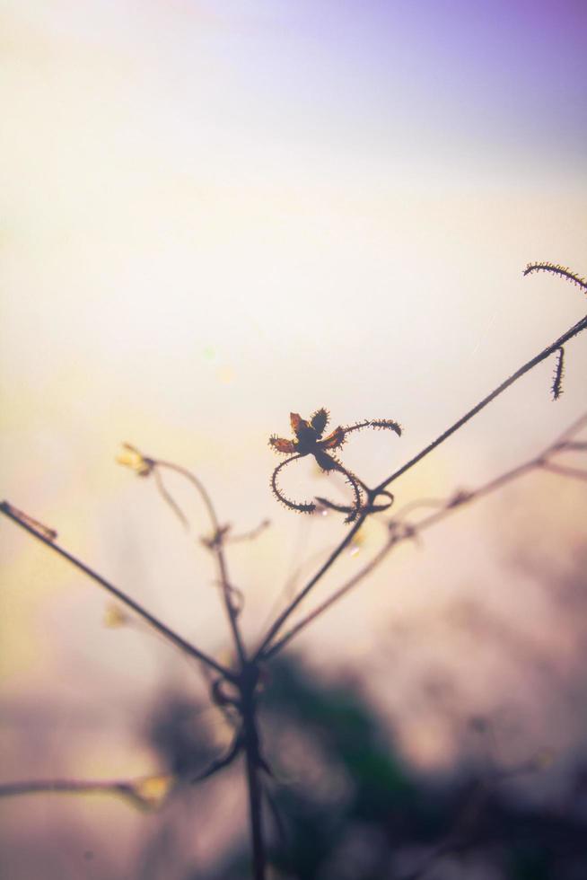 silhouette d'oro leggero con sfocato selvaggio erba fiori nel tramonto fiorire nel foresta. Vintage ▾ tono colore stile. foto