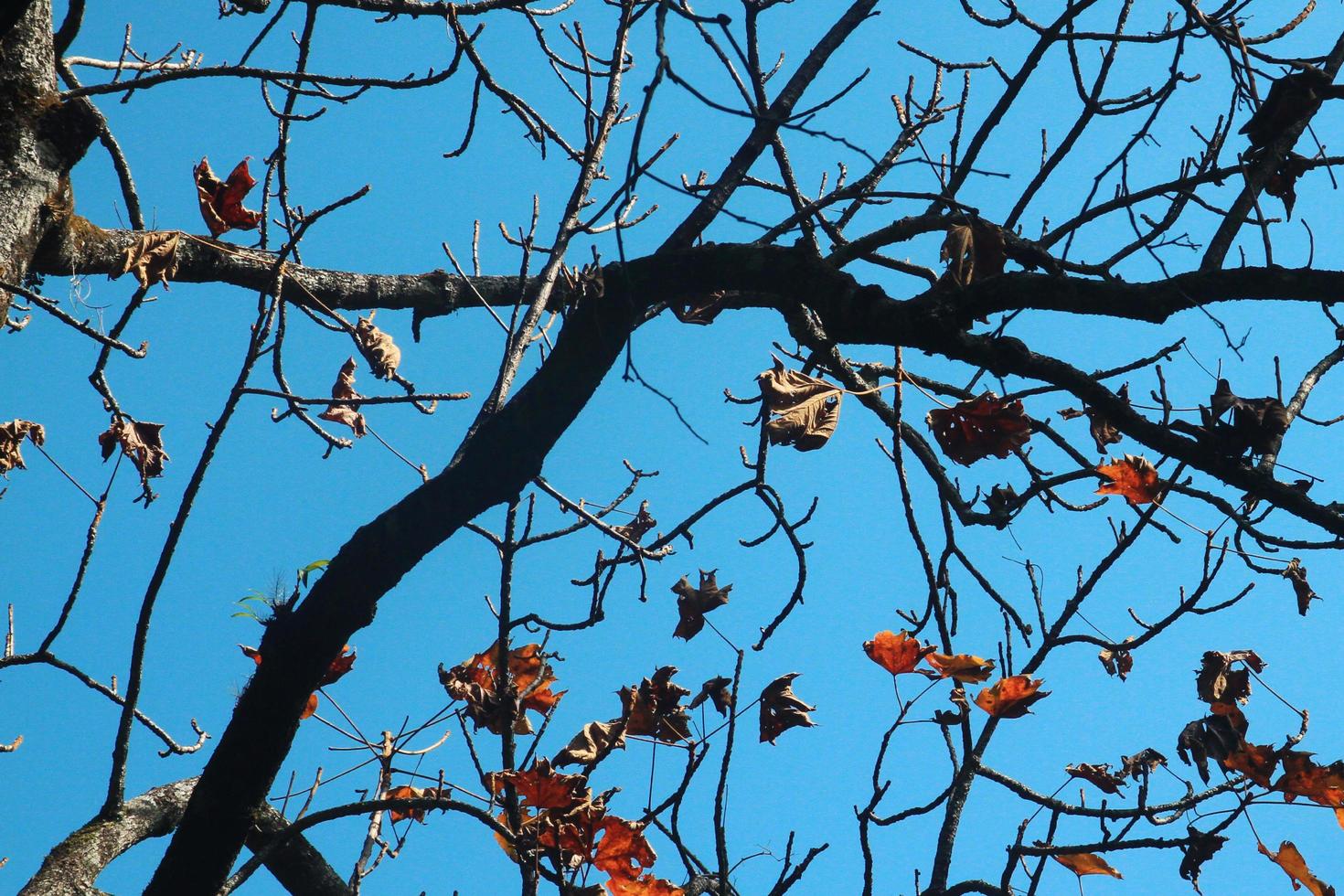 silhouette asciutto albero ramo contro blu cielo nel foresta su il montagna foto