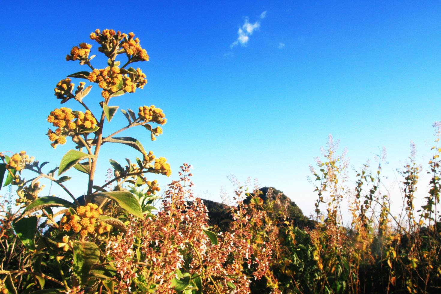 inula cappa prosciutto. dc. è selvaggio fiori su il chiang dao montagna, Chiang Mai a Tailandia foto