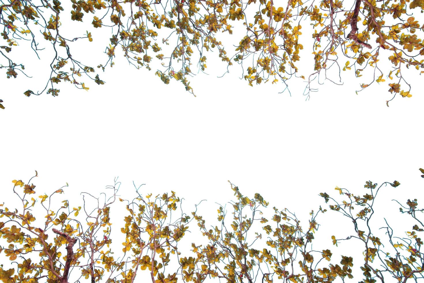 le foglie e ramo isolato su bianca sfondo con copia spazio foto