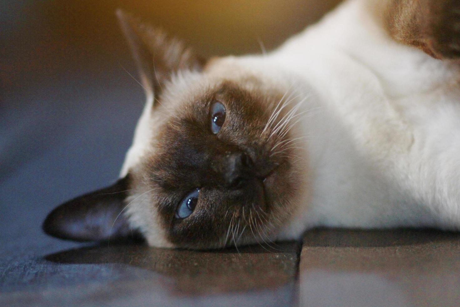 carino siamese gatto godere e dormire su di legno pavimento nel Casa foto