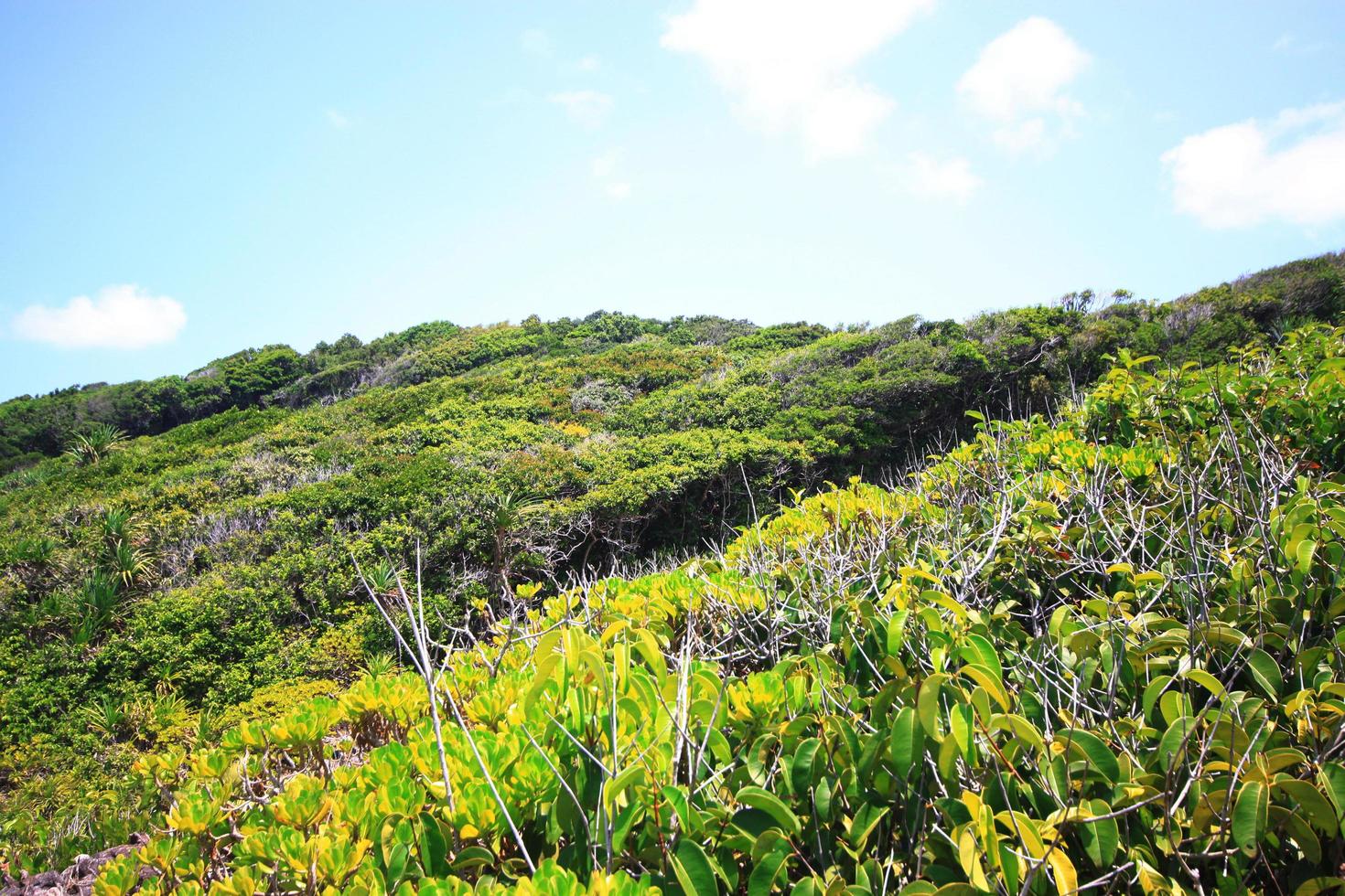 bellissimo Paradiso di estate nel foresta pluviale vicino mare e blu cielo su roccia montagna mantello. tropicale spiaggia impianti e giungla isola foto