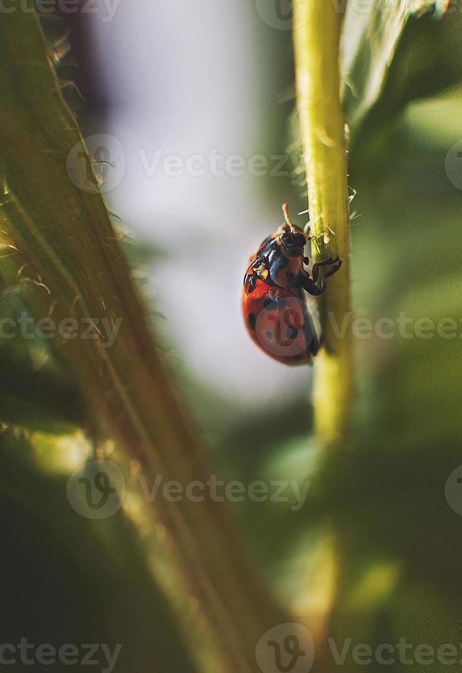 coccinella su foglia vicino su su verde sfondo foto