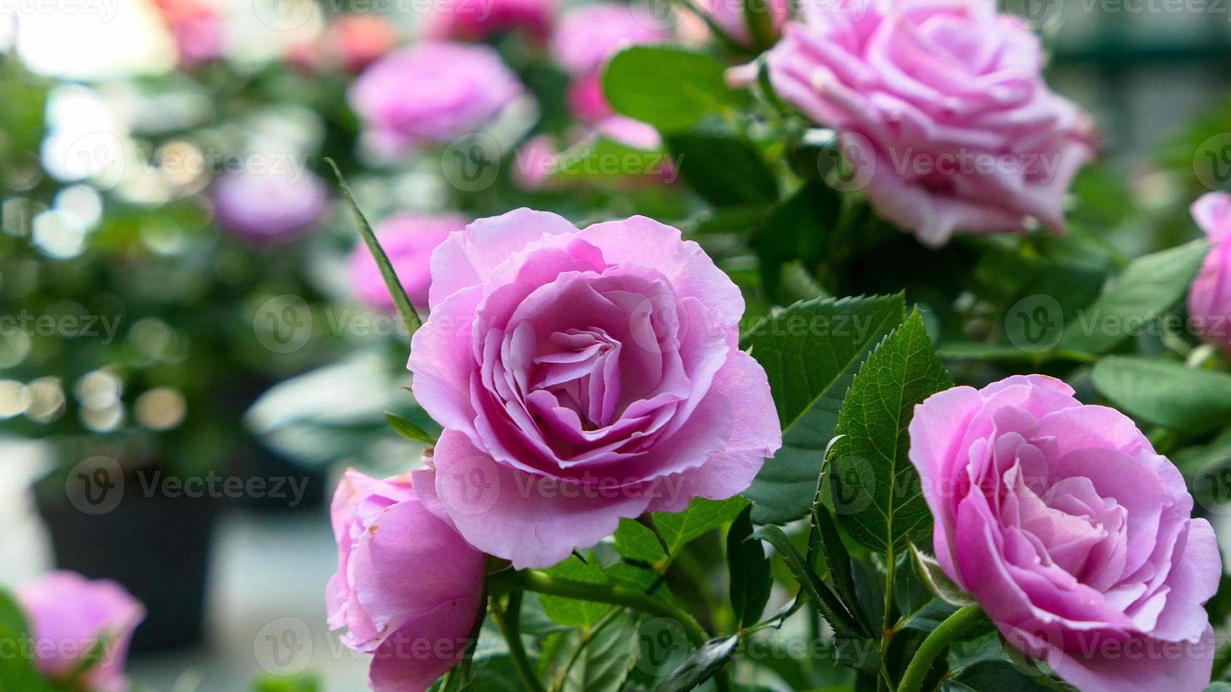 un' bellissimo rosa fiori all'aperto foto