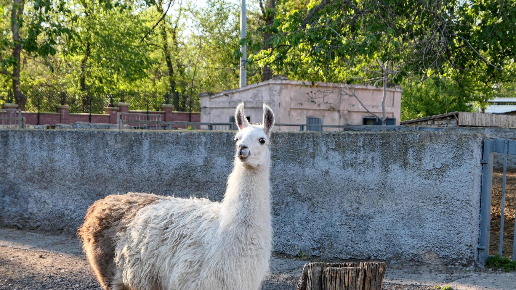 divertente alpaca nel il zoo foto