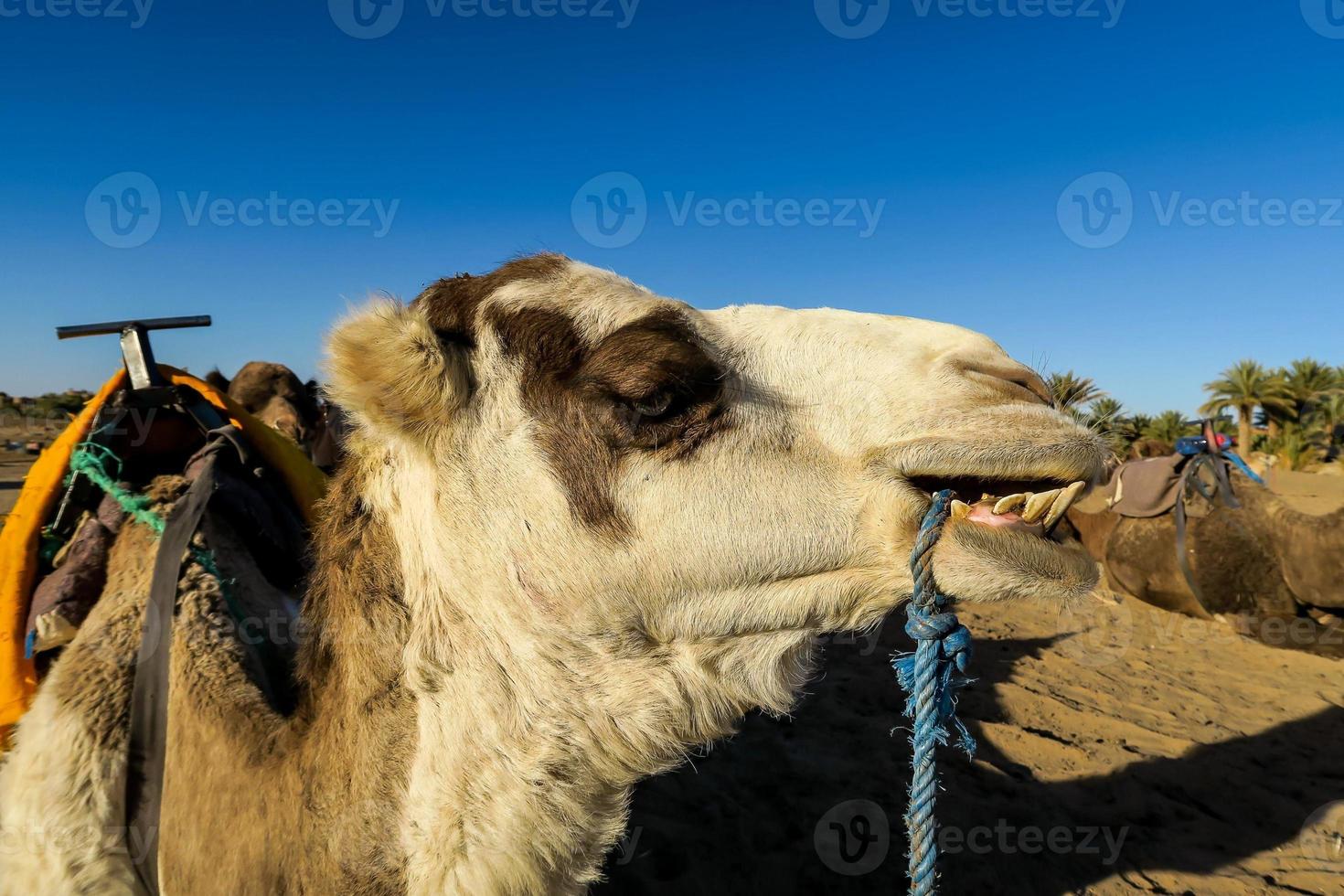 vicino su di un' cammello foto