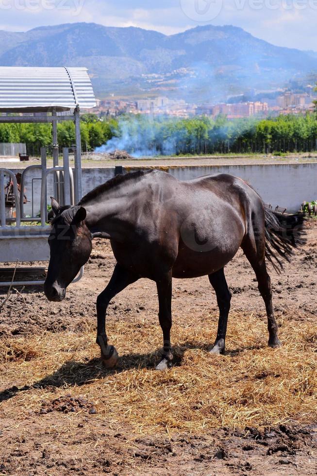 cavallo a il azienda foto