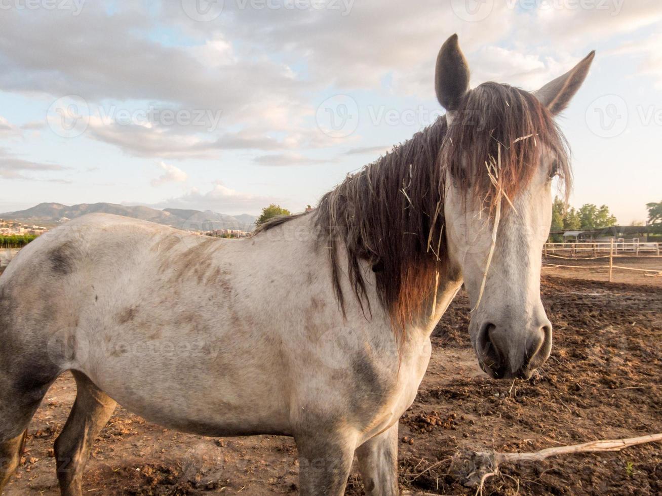 cavallo a il azienda foto