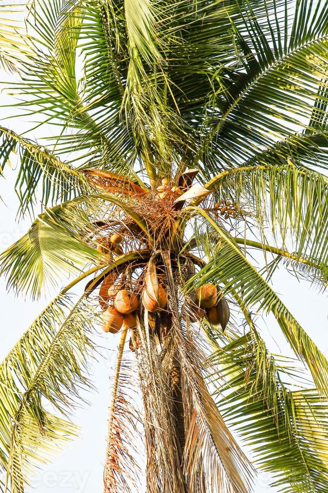 sfondo con alberi foto