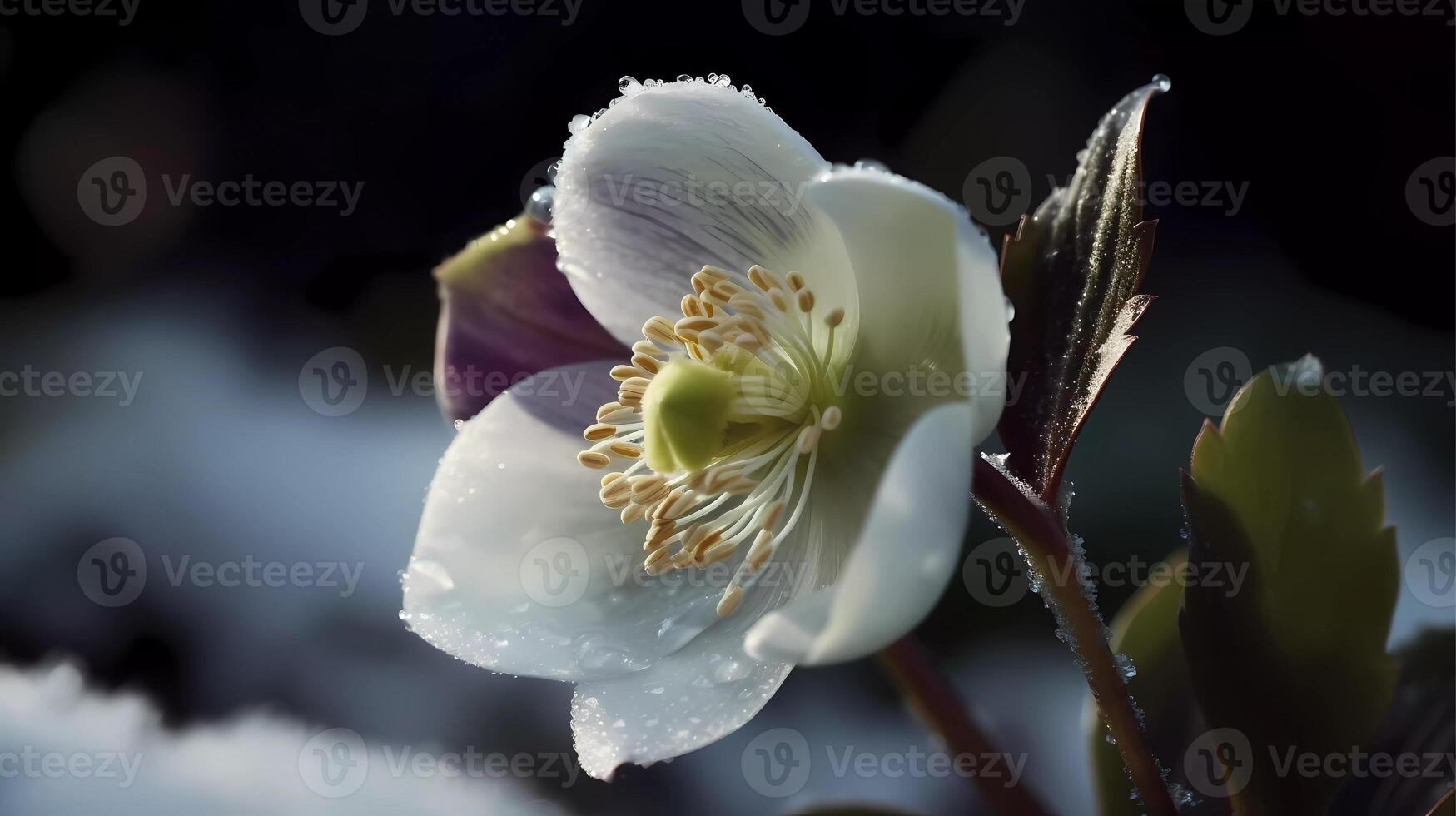 bellissimo botanico fiore eleganza umore o emozione generativo ai foto