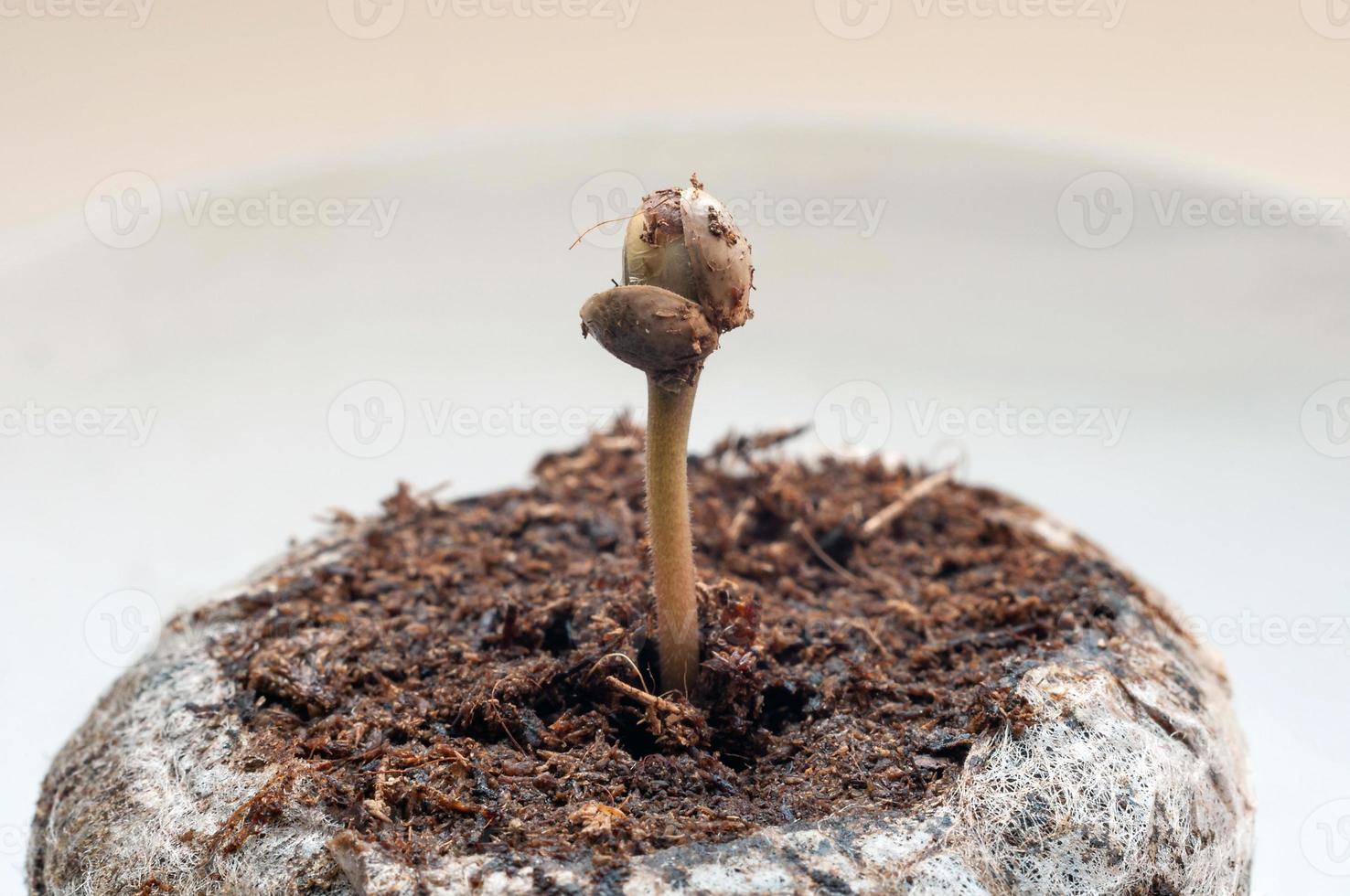 marijuana seme su torba pellet per germinazione su bianca porcellana piatto vicino su foto