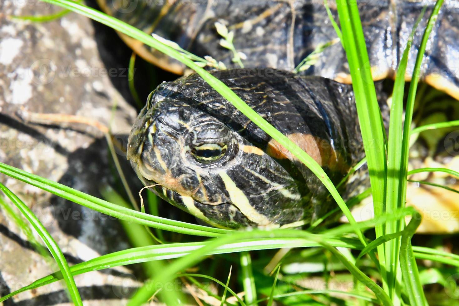 carino dipinto tartaruga foto