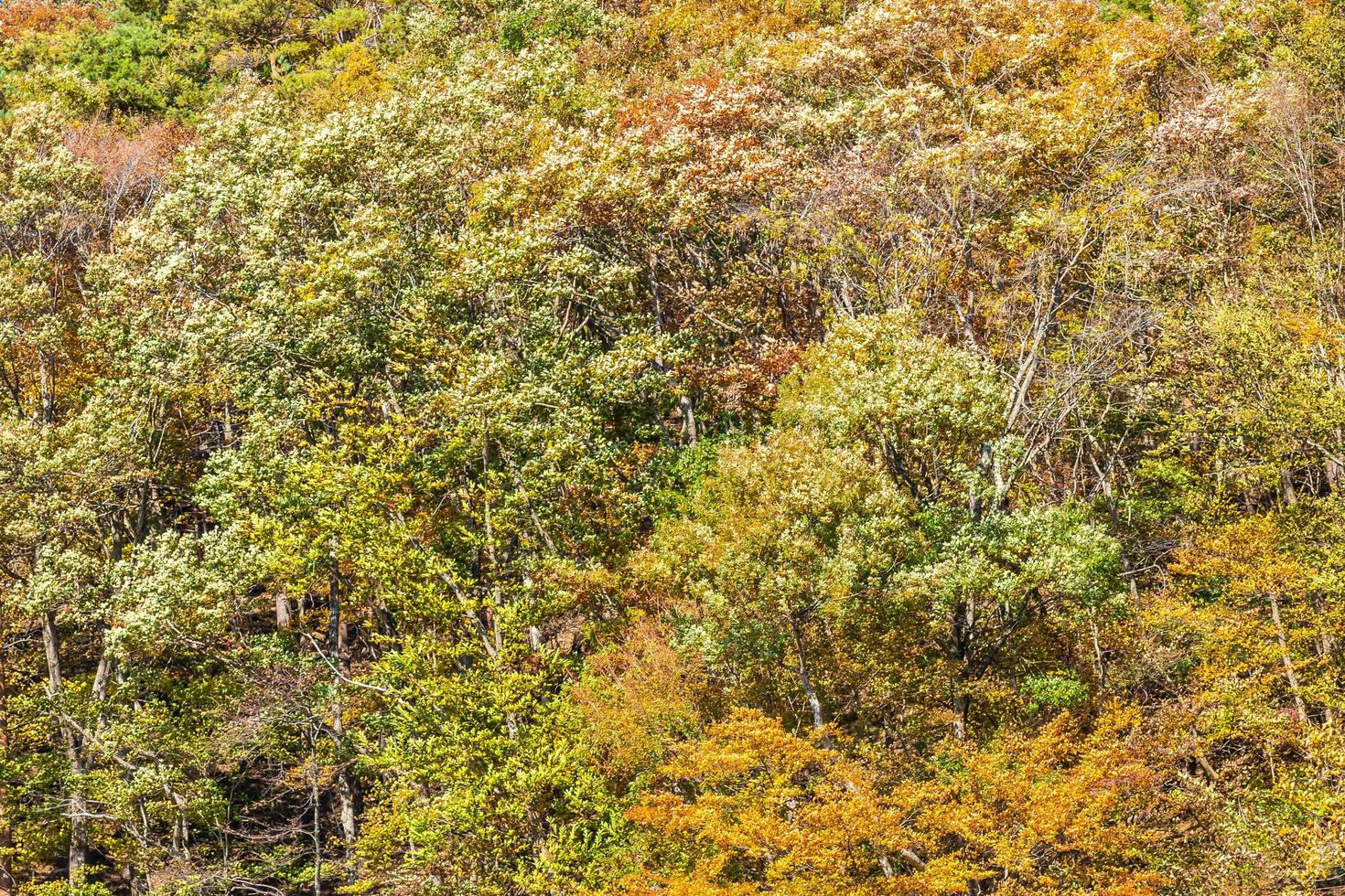 bellissimo paesaggio con alberi di acero in autunno foto