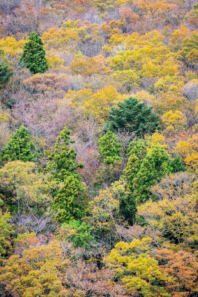 foresta colorata sulla montagna foto