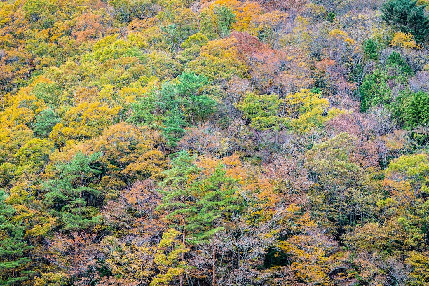 foresta colorata sulla montagna foto