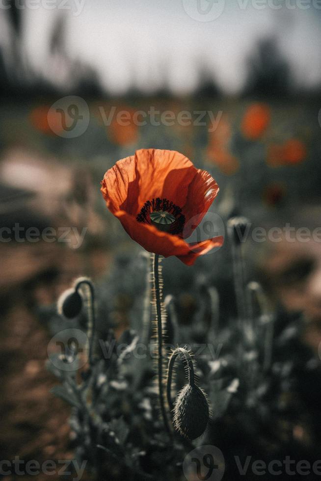 polly fiore nel il selvaggio travolgente fotografia di un' bellissimo e raro fiorire foto