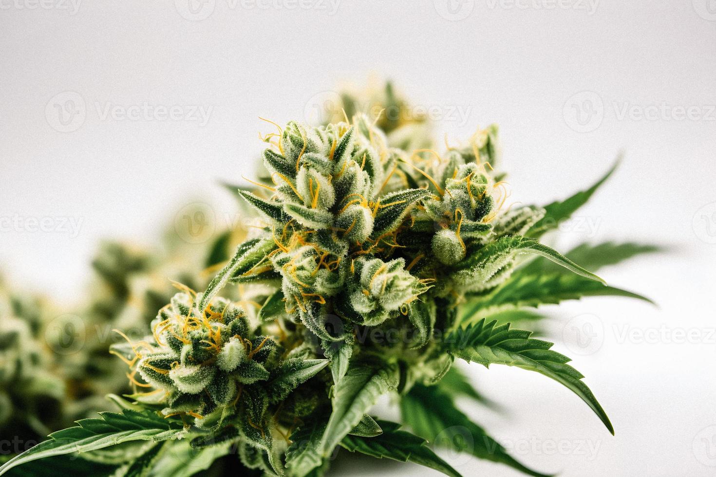 un' alta risoluzione fotografia di un' marijuana sativa germoglio su un' bianca sfondo foto