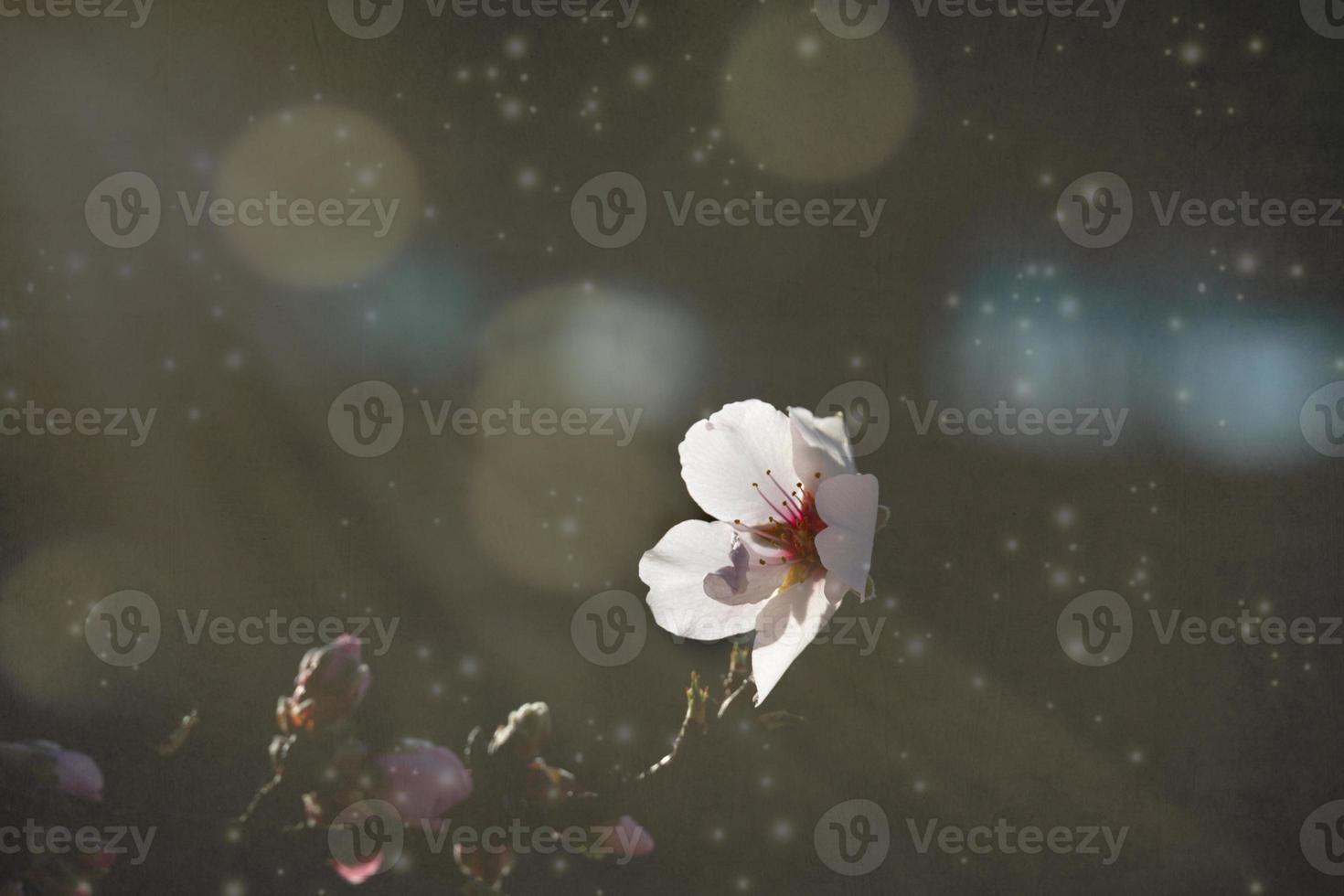 fioritura frutta albero con bianca fiori su un' soleggiato primavera giorno foto