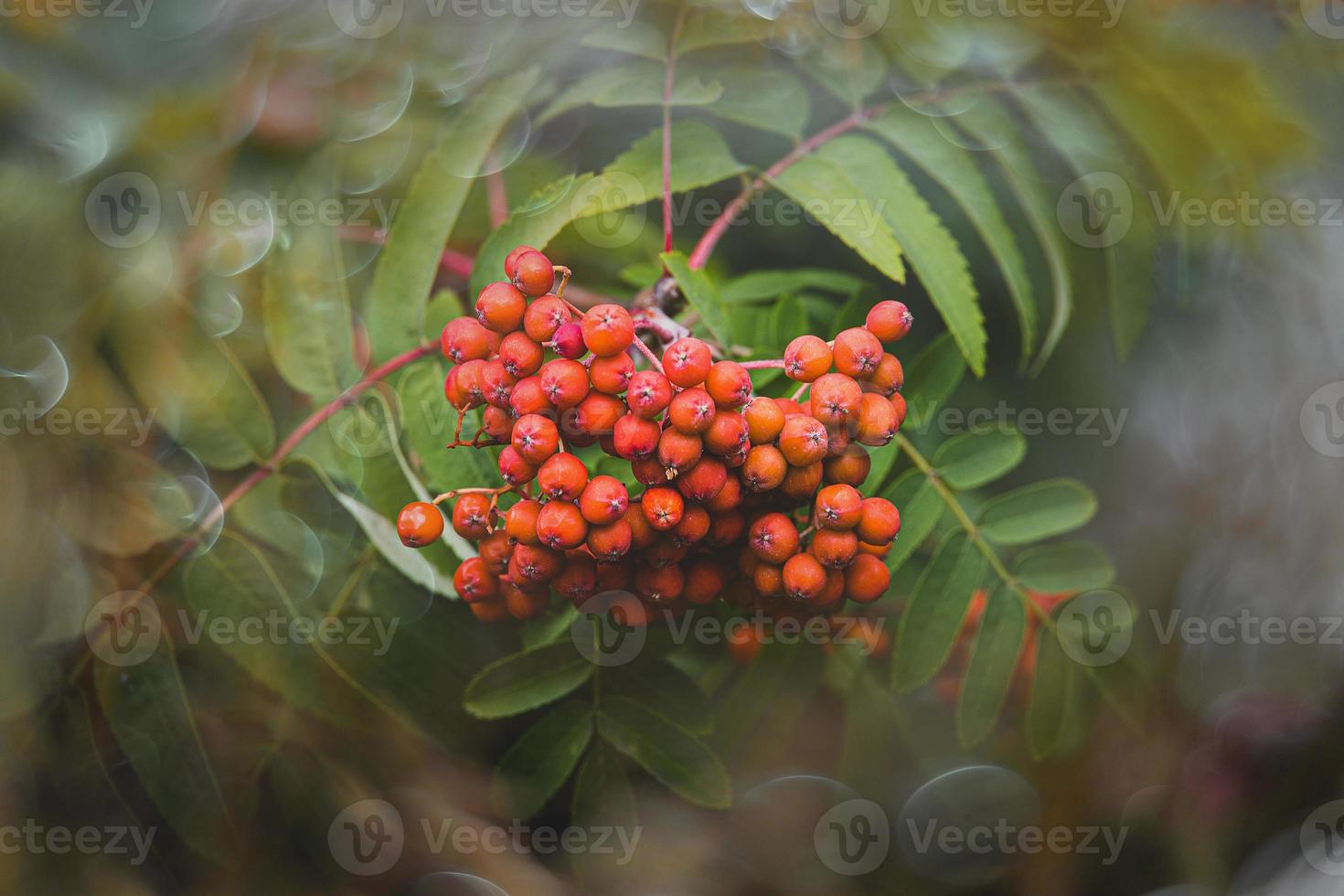 rosso Rowan su un' sfondo di verde le foglie nel avvicinamento su un' caldo estate giorno con bokeh foto