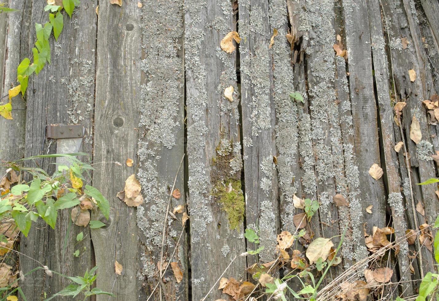 danneggiato di legno recinzione. vecchio bianca legna tavole. foto