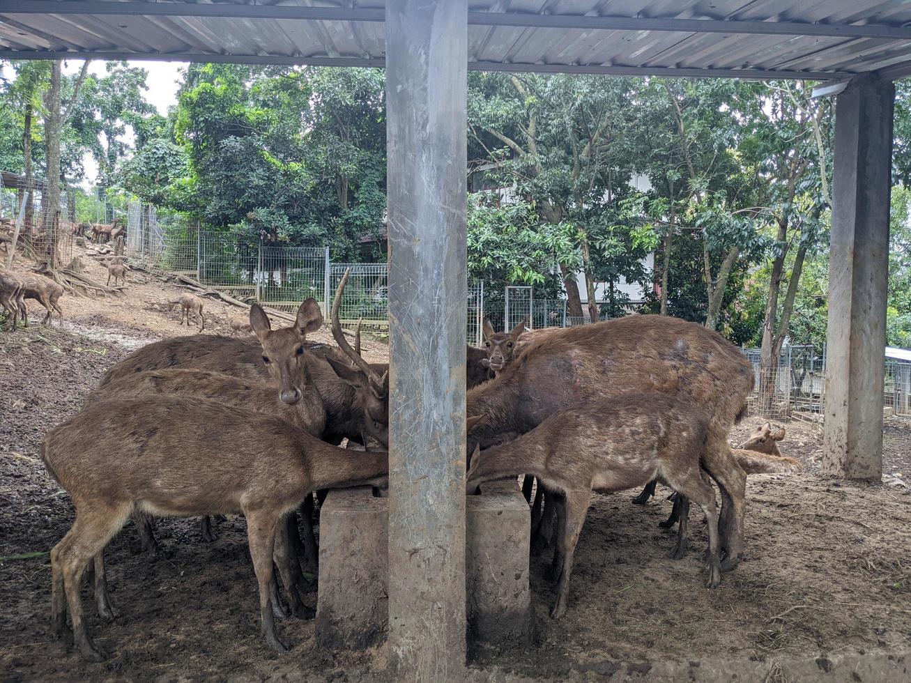 cervo su il mini zoo parco, quando alimentazione erba e prendere acqua. il foto è adatto per uso per natura animale sfondo, zoo manifesto e pubblicità.