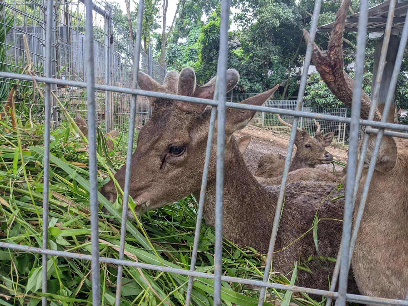 cervo su il mini zoo parco, quando alimentazione erba e prendere acqua. il foto è adatto per uso per natura animale sfondo, zoo manifesto e pubblicità.