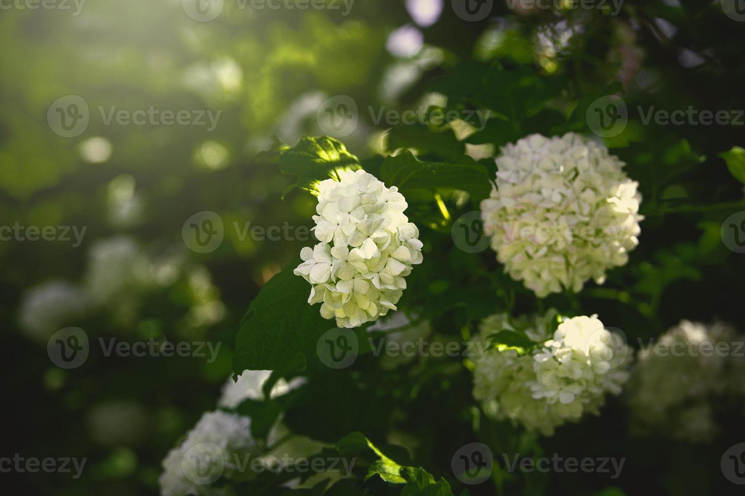 fiore di un' Viburnum cespuglio nel avvicinamento contro un' sfondo di verde le foglie su un' caldo primavera giorno foto