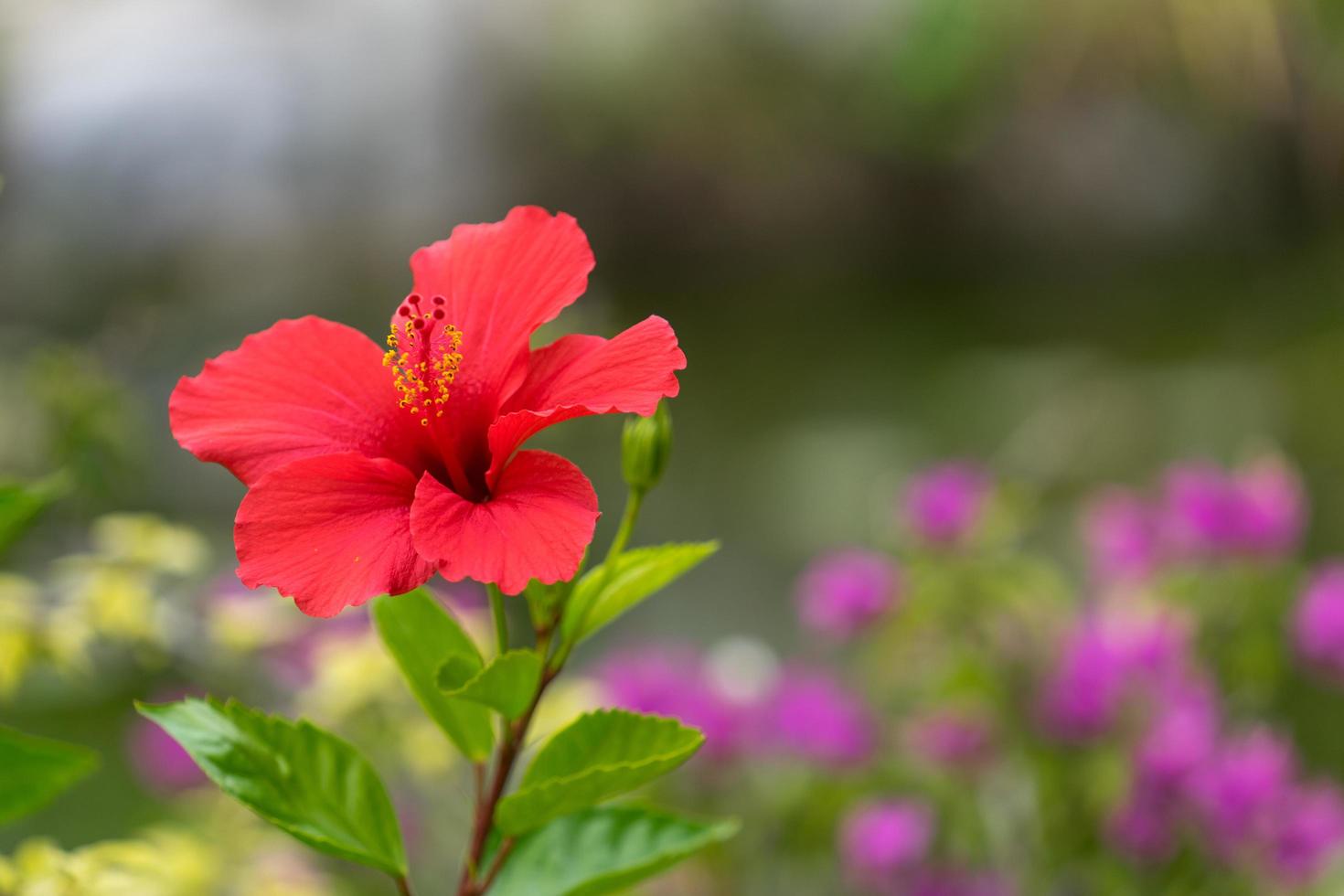 fiore di ibisco rosso con sfondo sfocato giardino foto