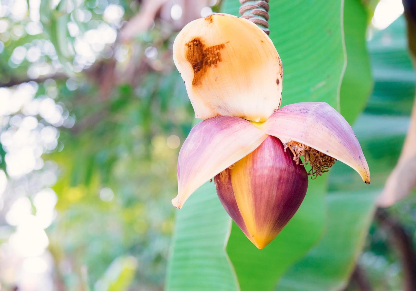 fiore di banana con sfondo sfocato alla luce del giorno foto