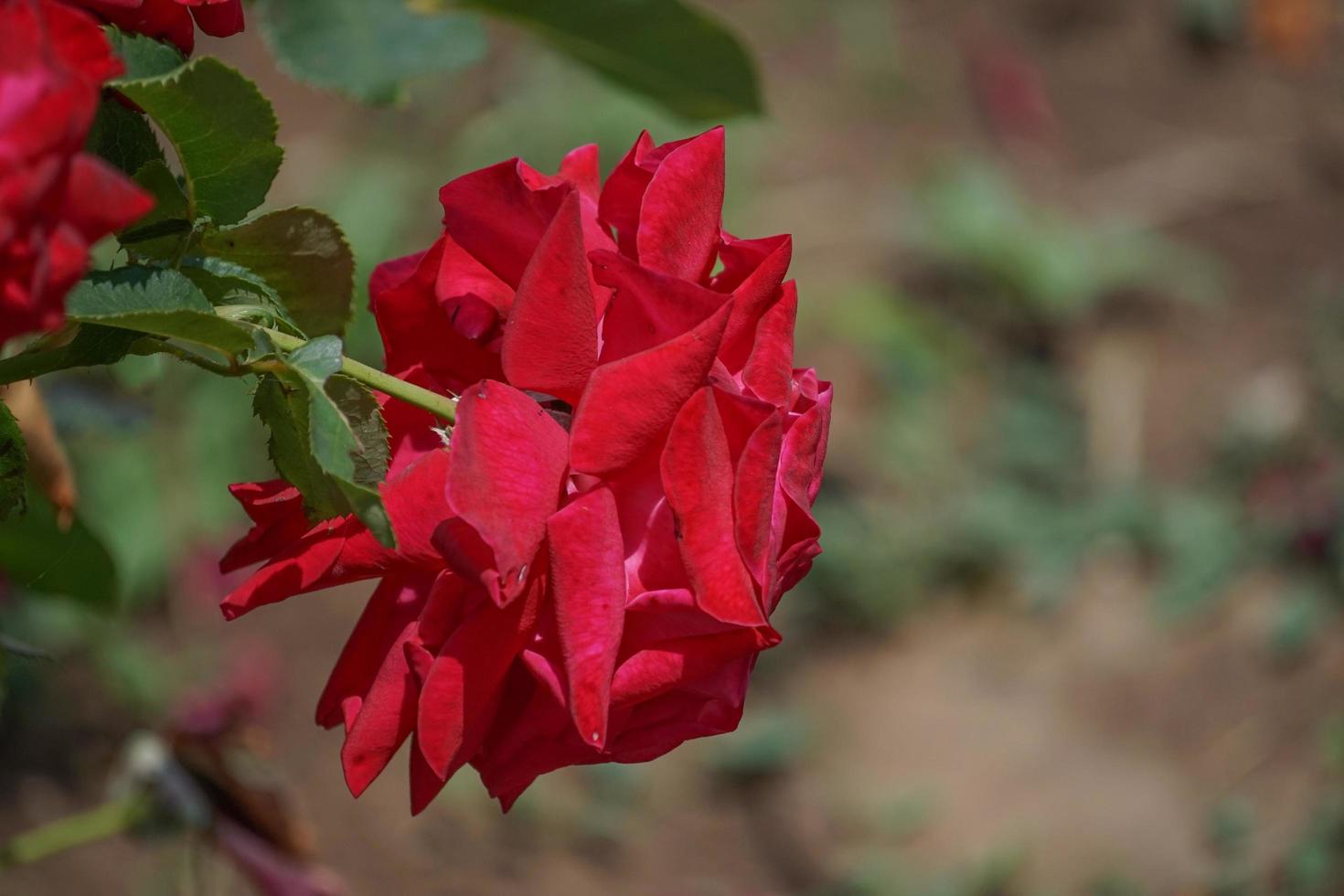 primo piano di una rosa rossa foto