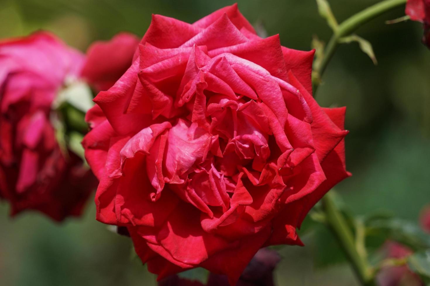 primo piano di una rosa rossa foto