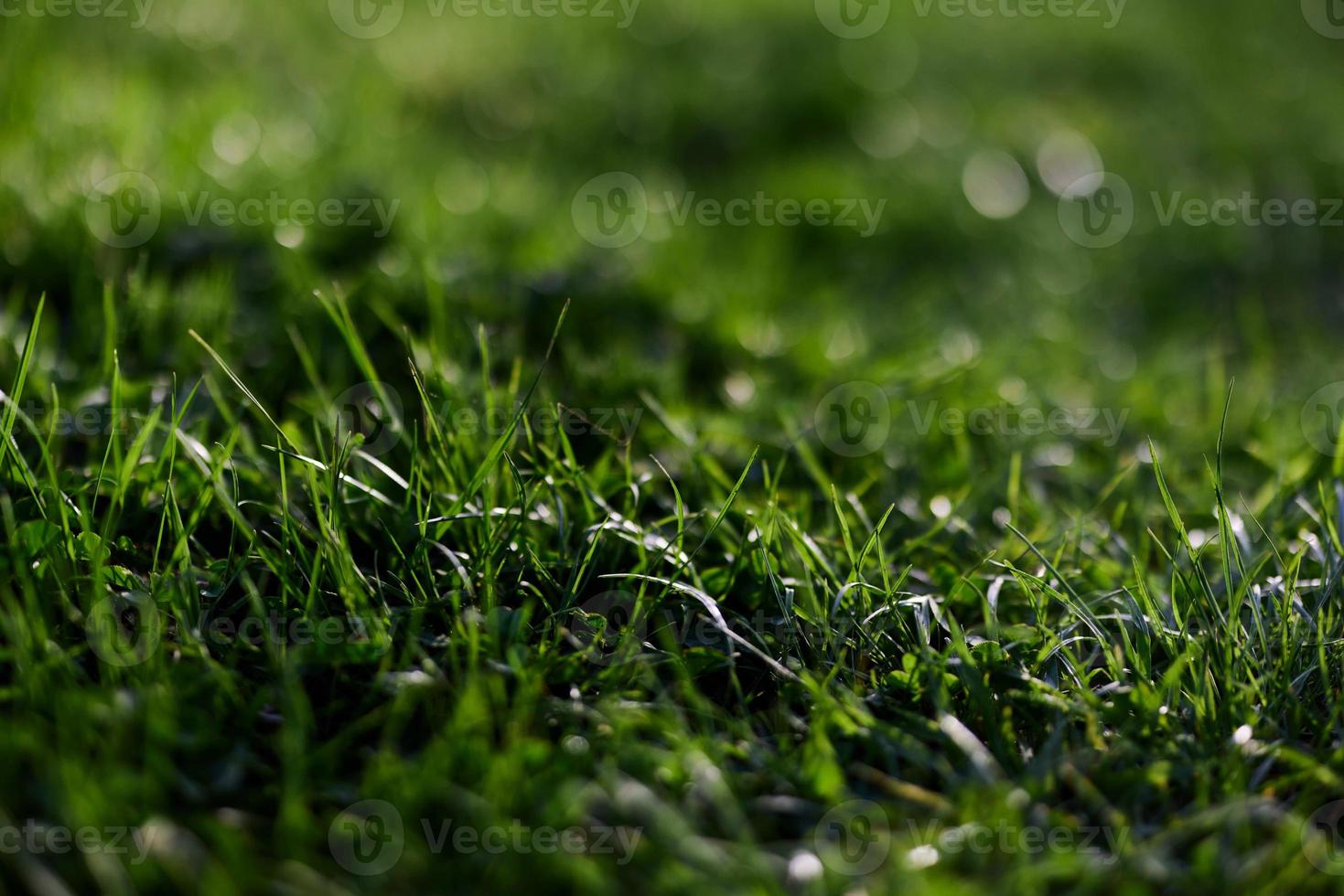 Visualizza di giovane verde erba nel un' parco, prese avvicinamento con un' bellissimo sfocatura di il sfondo. salvaschermo foto