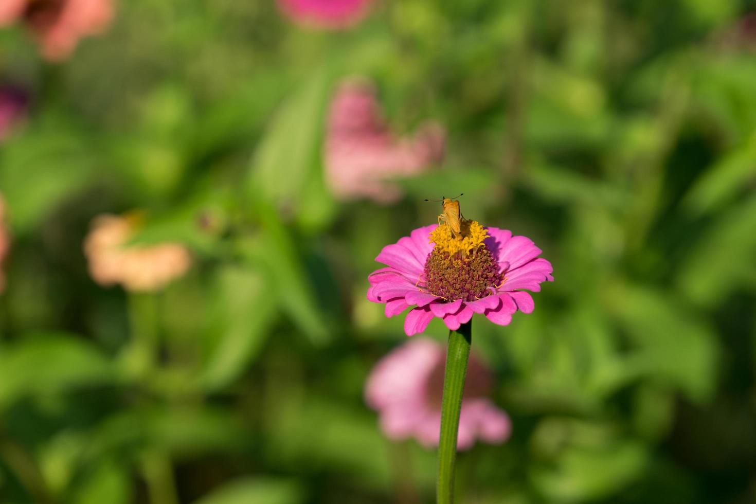 fiore di zinnia con sfondo sfocato giardino foto