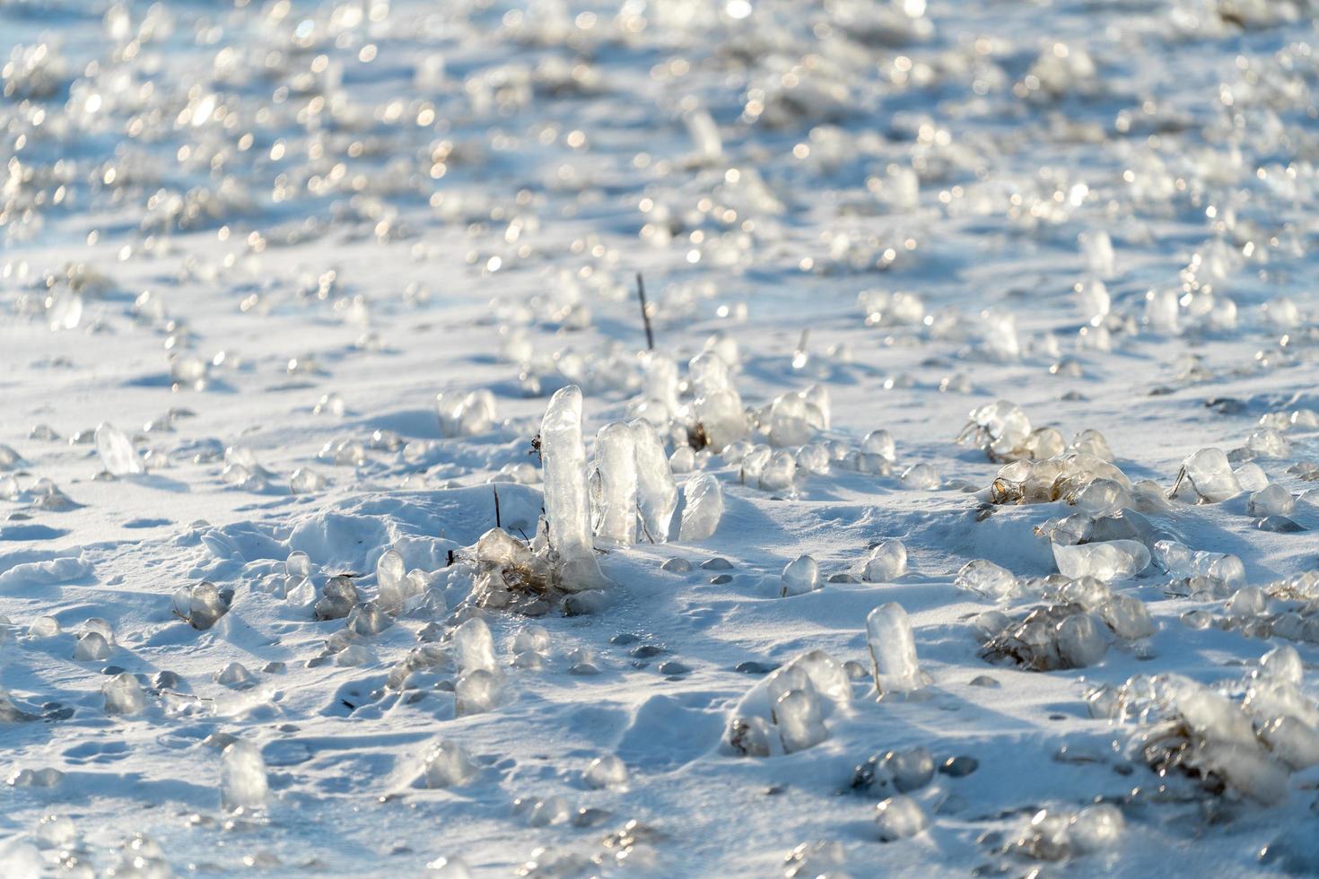 ghiaccioli sulle piante su un terreno innevato foto