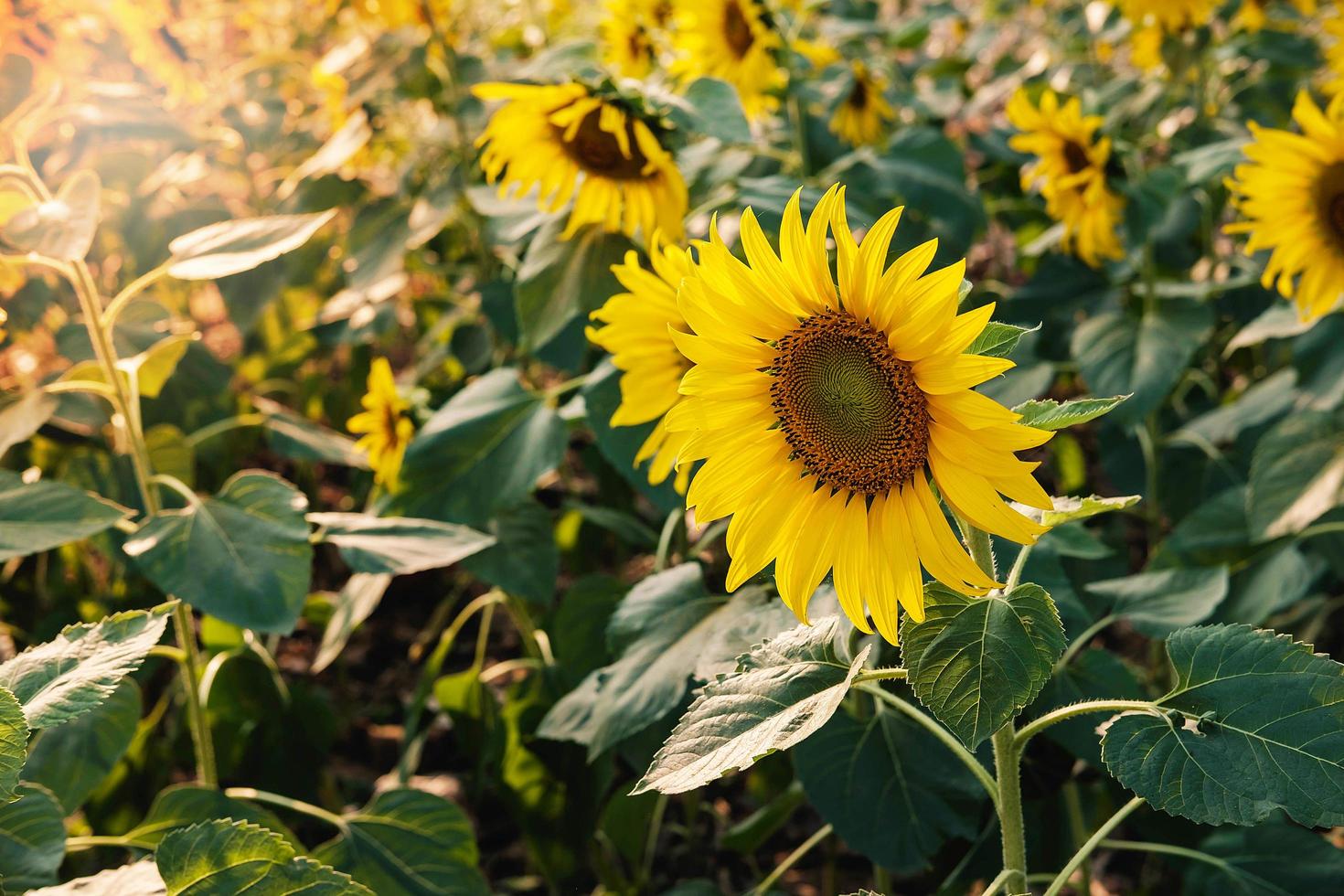 campo di girasole alla luce del sole foto