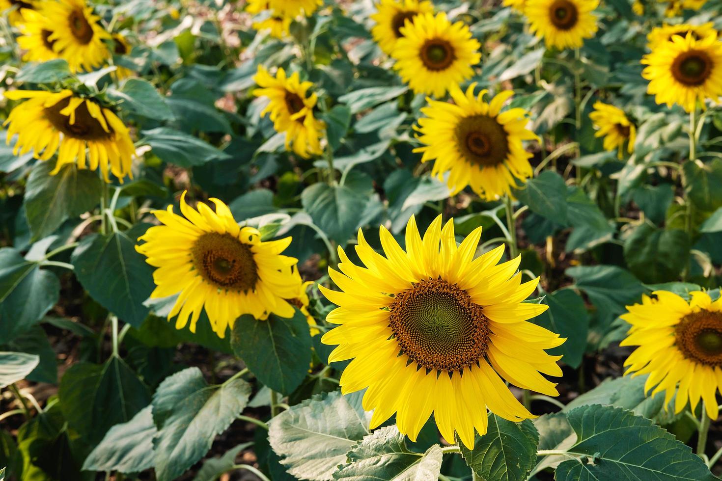 girasoli in un campo foto