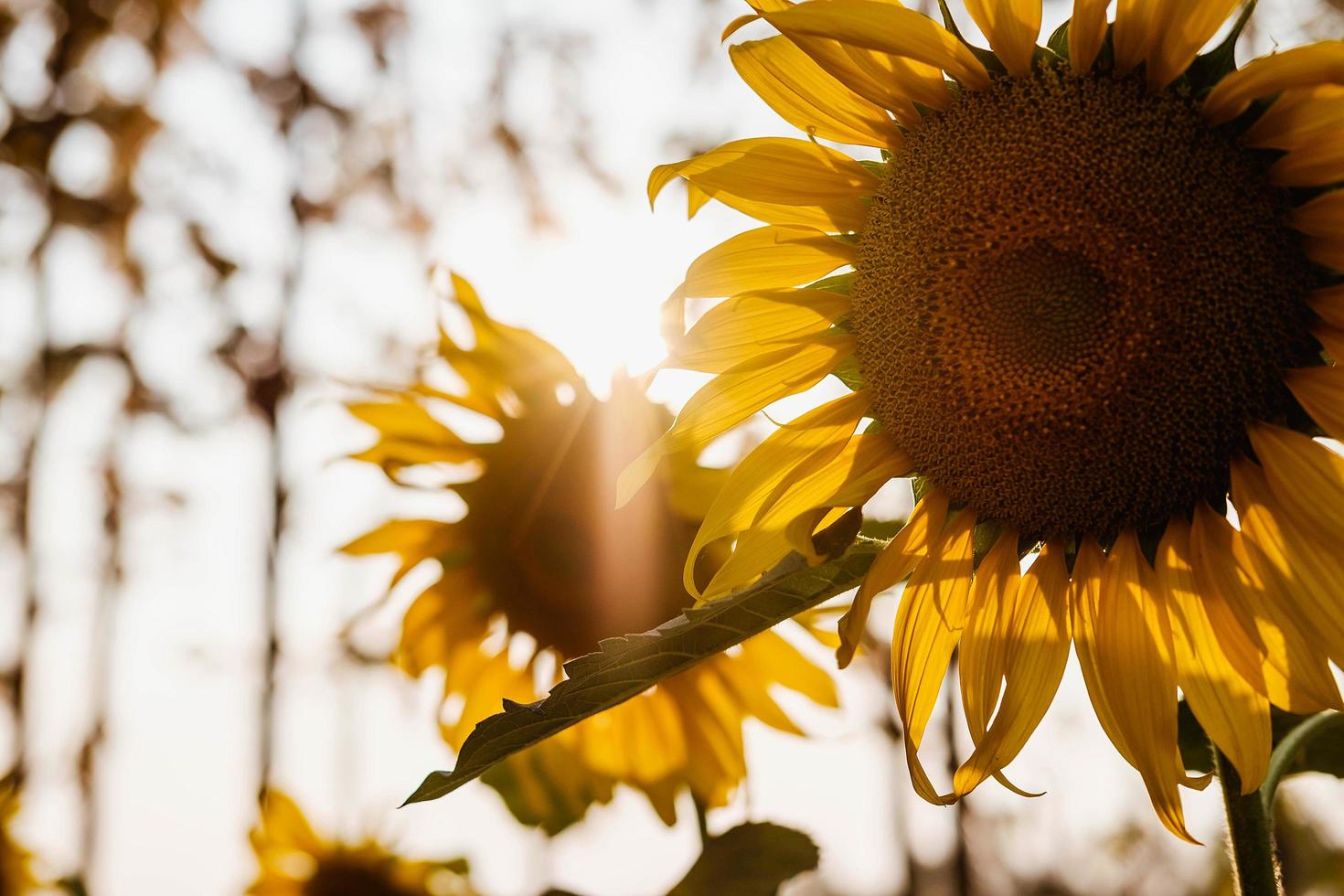 luce solare sui girasoli foto