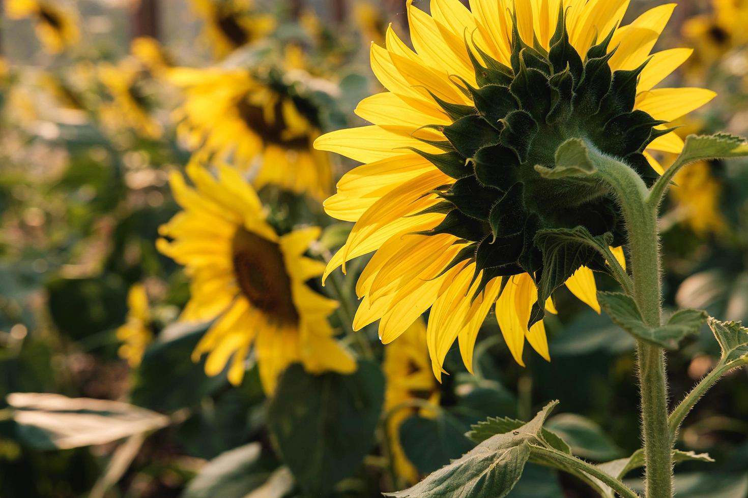 primo piano di girasoli foto