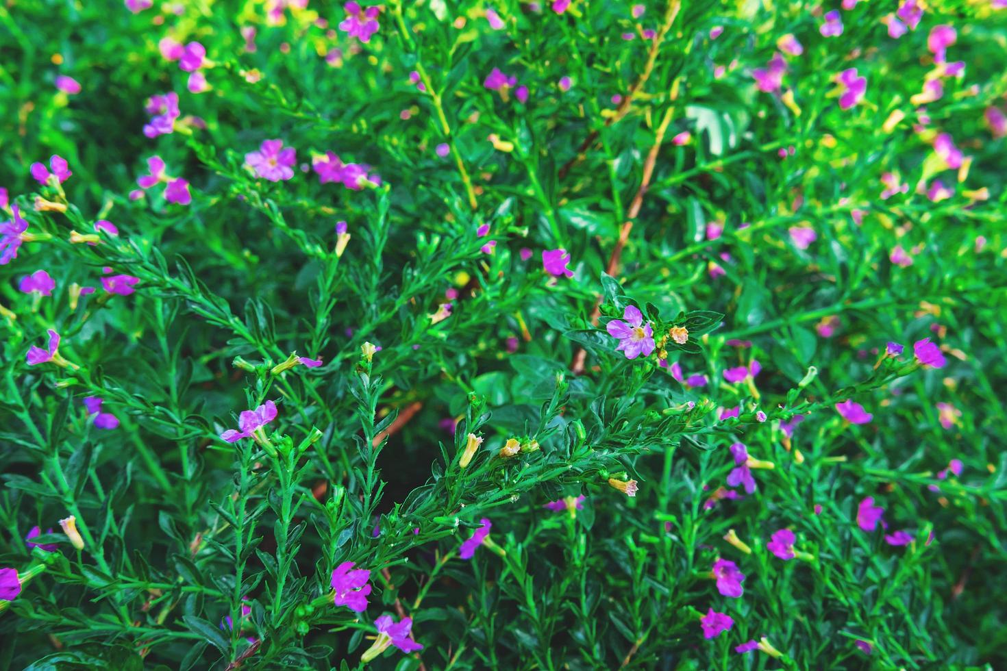 falsi fiori di erica viola foto