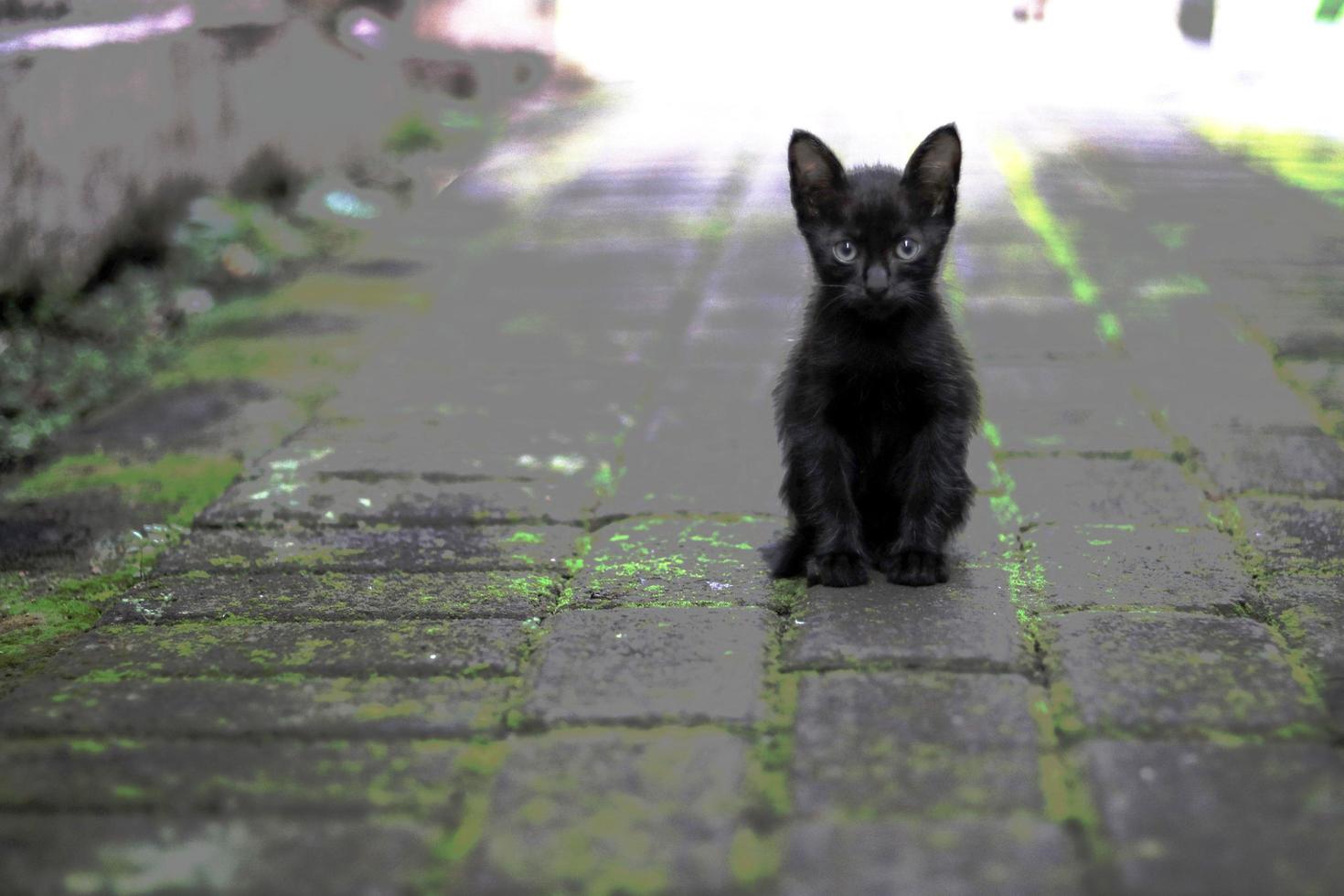 il nero gatto si siede solo su il vuoto strada foto