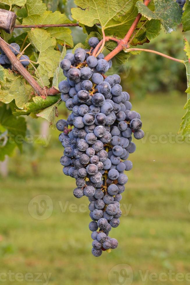 uva da vino rosso foto