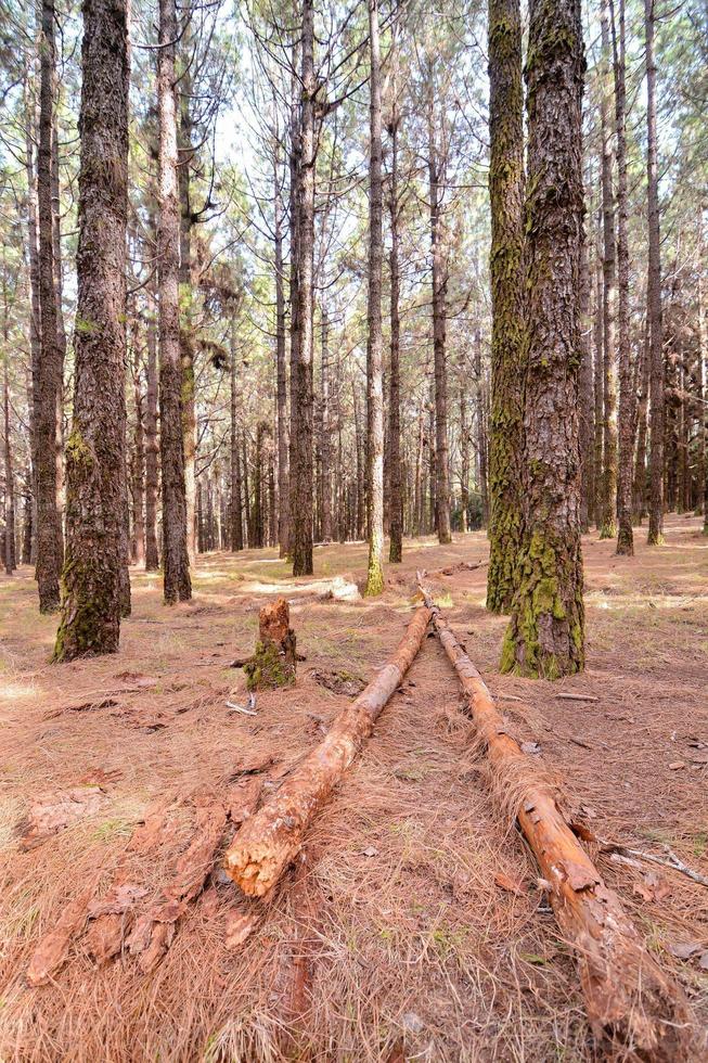 alberi nella foresta foto