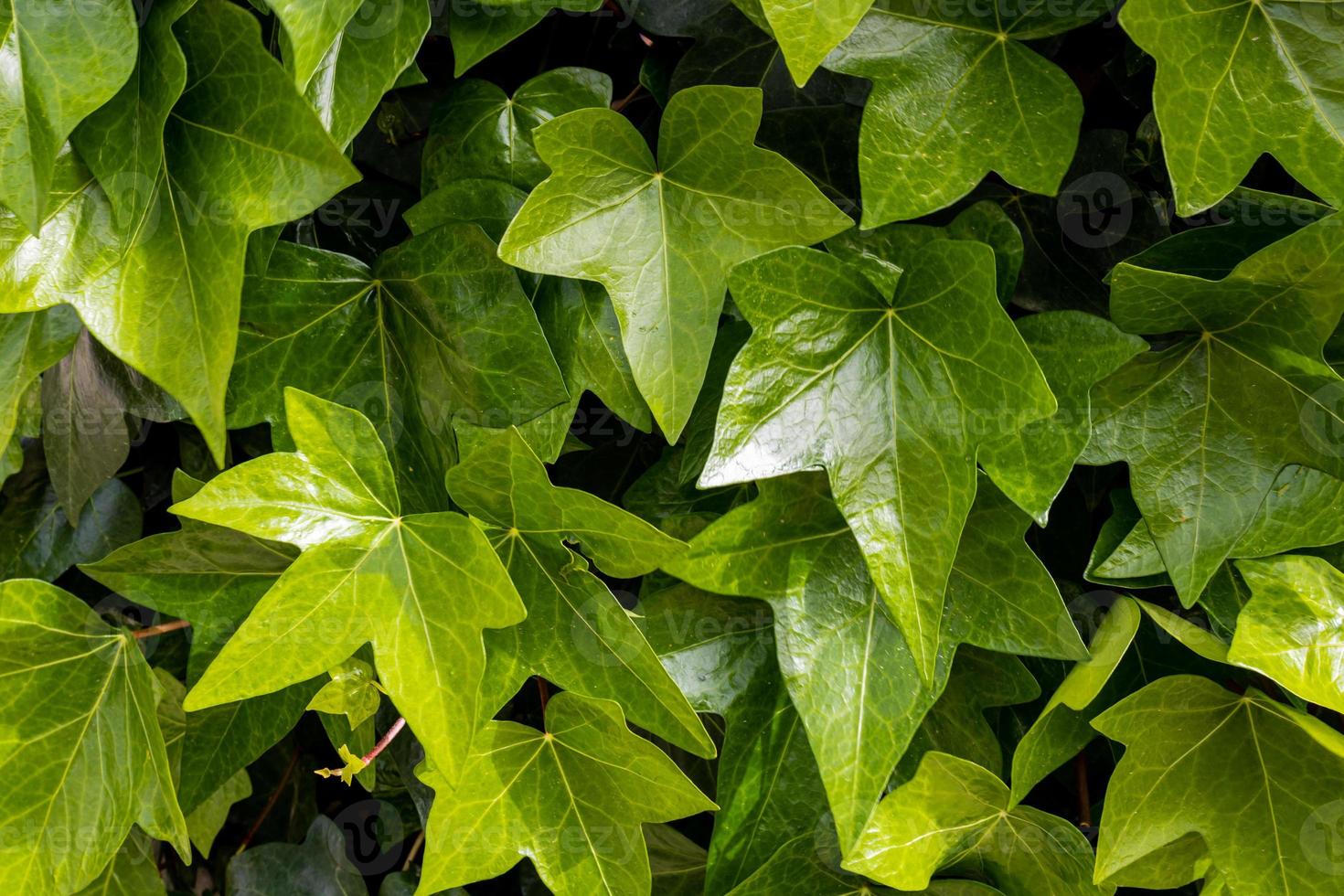 naturale verde sfondo con pianta rampicante all'aperto avvicinamento foto