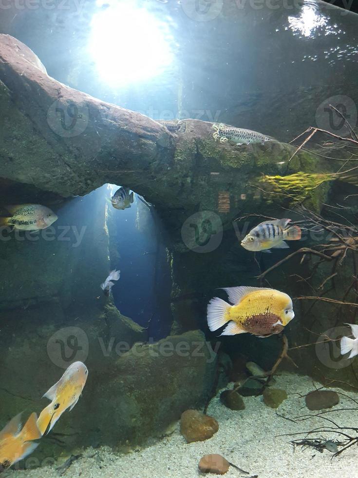 poco pesce animale nuoto nel il acquario di il zoo di saragozza nel Spagna su un' buio sfondo foto