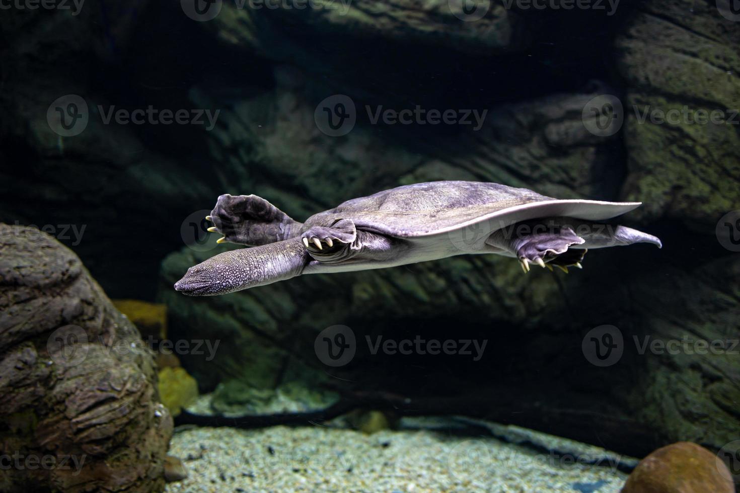 animale rettile tartaruga nuoto nel un' zoo acquario nel avvicinamento foto