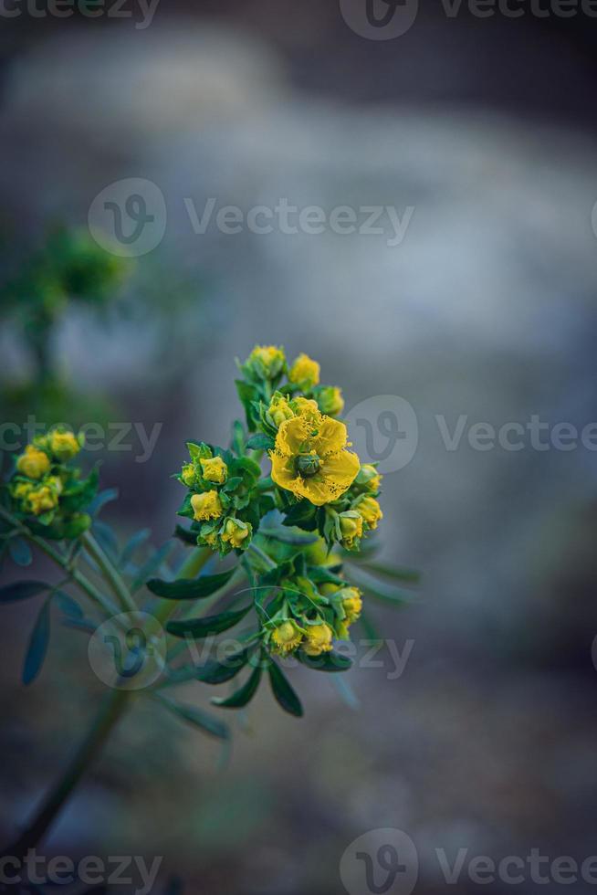 poco giallo primavera fiore su un' sfondo di un' verde giardino avvicinamento foto